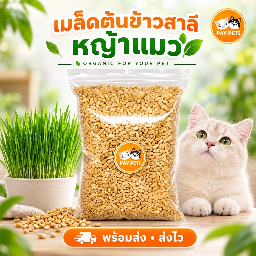 เมล็ดหญ้าแมว เมล็ดต้นอ่อนข้าวสาลี ปลูกง่ายโตไว (แถมดินพร้อมปลูก) Cat Grass seeds เมล็ดหญ้าแมวสด Wheatgrass seeds