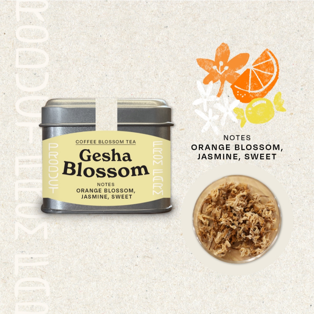 SAUCE COFFEE ชาดอกกาแฟ Gesha Coffee Blossom Tea