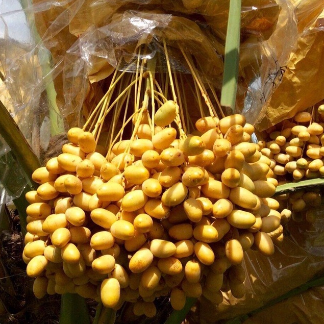 เมล็ด อินทผลัม Date Palm สายพันธุ์ HASSAWI ฮัสซาวี่ 10 เมล็ด