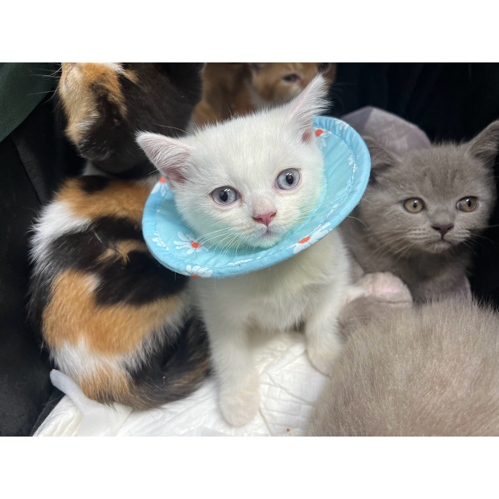 คอลล่ากันเลีย ป้องกันการเกาตา ป้องกันการแทะเท้า แทะแผล สำหรับลูกสุนัขและแมว - รูปที่ 6