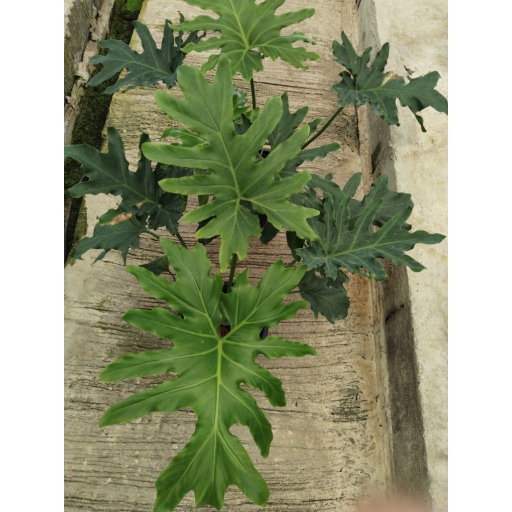 ฟิโลเดนดรอน ซีลอมPhilodendron Selloum ฟิโลมะละกอใบองุ่น