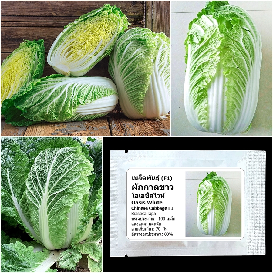 เมล็ดพันธุ์ ผักกาดขาว โอเอซิสไวท์ Oasis White F1 Chinese Cabbage 100 เมล็ด คุณภาพดี ของแท้ 100%