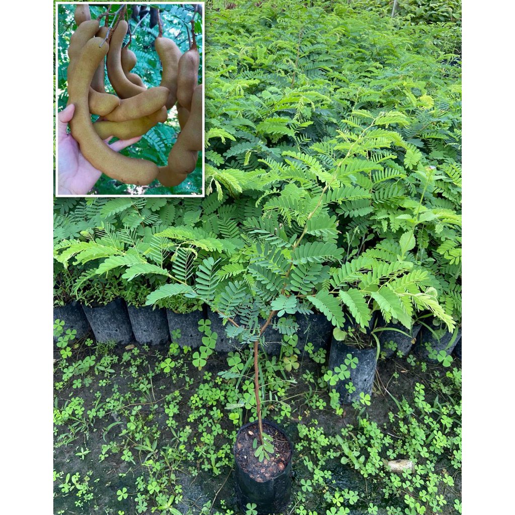 ต้นมะขามเปรี้ยวยักษ์ ฝักใหญ่ เนื้อหนา ให้ผลดก (สูง 40-60cm) ต้นแข็งแรง พร้อมปลูก