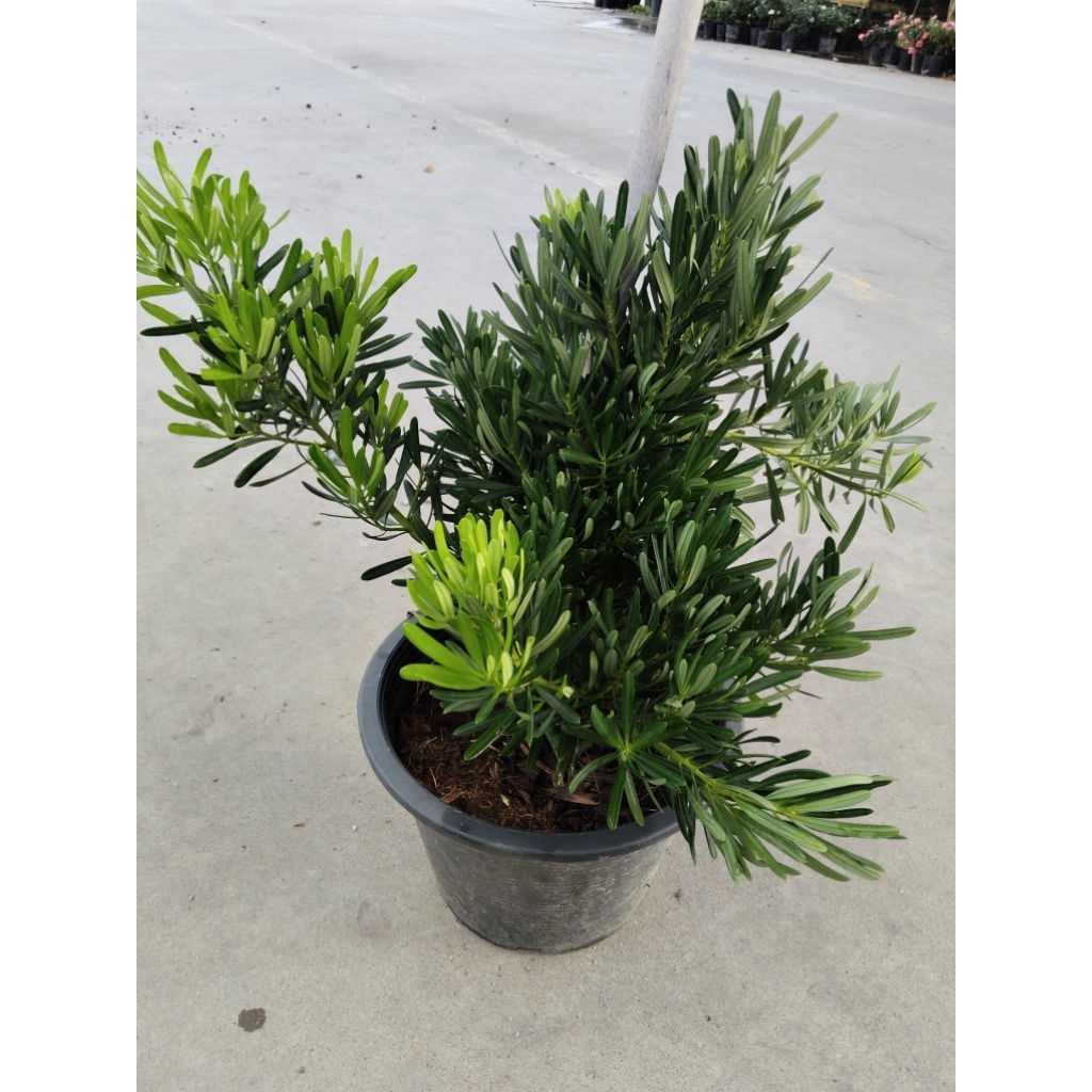 สนใบพาย ไม้มงคล Podocarpus polystachyus