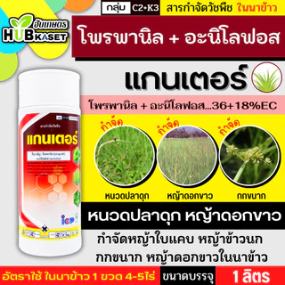 แกนเตอร์ 1ลิตร (โพรพานิล + อะนิโลฟอส...36+18%EC) คุมวัชพืชใบแคบ ใบกว้าง และกก
