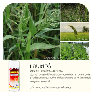 แกนเตอร์ 1ลิตร (โพรพานิล + อะนิโลฟอส...36+18%EC) คุมวัชพืชใบแคบ ใบกว้าง และกก