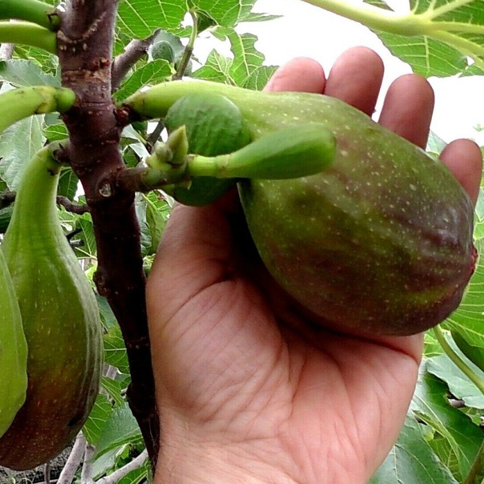 1 ต้น มะเดื่อฝรั่ง พันธุ์ Longe d’Aout (ลองดุก) กระถาง 6 นิ้ว ลำต้นสูง 30-40 ซม