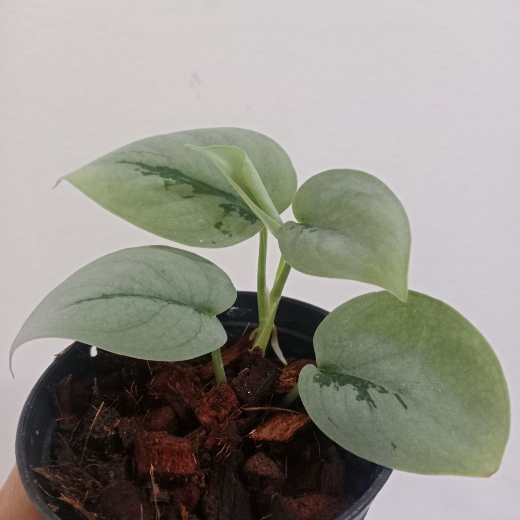 พลูหัวใจแพลตทินั่ม Scindapsus Platinum กระถาง 4 นิ้ว