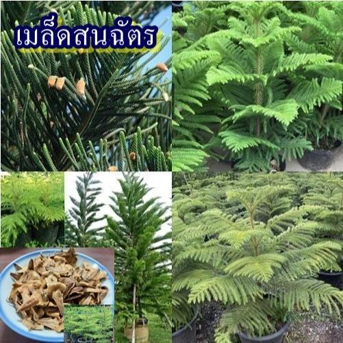 8 เมล็ด เมล็ดสนฉัตร (เป็นสนประดับสวนที่นิยมมาก ต้นทรงพุ่มไม่ใหญ่ มีรูปทรงต้นคล้ายฉัตร ไม้ยืนต้นไม่ผลัดใบขนาดกลาง)