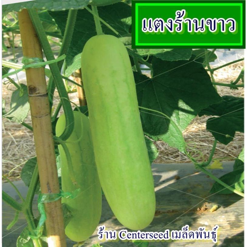 30+ เมล็ด เมล็ดแตงร้านขาว (พันธุ์หายาก ปลูกง่าย ติดผลดก ผลสีขาวปนเขียวอ่อน รสชาติหวาน กรอบอร่อย ความยาวผล 18 ซม.)