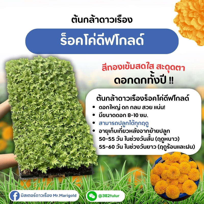 ต้นกล้าดาวเรืองสีทองเข้ม ร็อคโค่ดีฟโกลด์ / มิสเตอร์ดาวเรือง