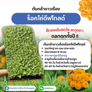 ต้นกล้าดาวเรืองสีทองเข้ม ร็อคโค่ดีฟโกลด์ / มิสเตอร์ดาวเรือง