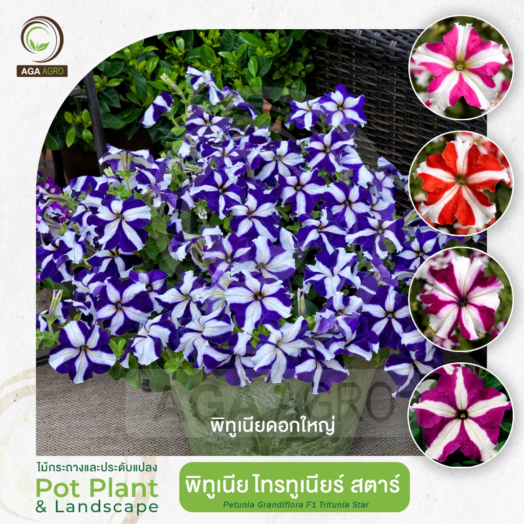 AGA AGRO I "พิทูเนีย ไทรทูเนีย สตาร์ คละสี"ดอกใหญ่  ลวดลายเป็นรูปดาวอยุ่ใจกลางดอก-100เมล็ด-Petunia Tritunia Star