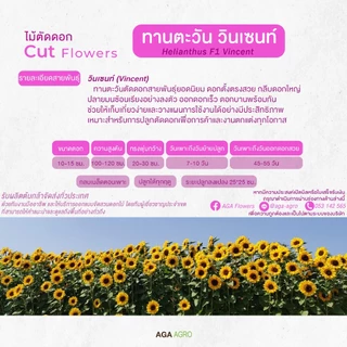 AGA AGRO I "ทานตะวัน วินเซนท์" ตัดดอก สายพันธุ์ยอดนิยมตลอดกาล-100เมล็ด-Helianthus Vincent