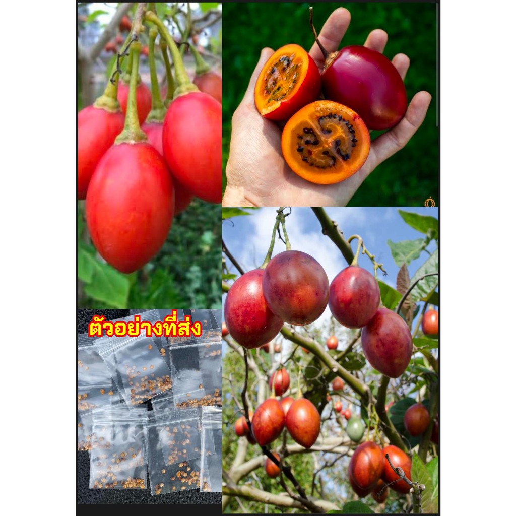 มะเขือเทศต้น ผลสีแดง ทามาริลโล่เชอรี่ Cherry tamarillo- red tamarillo เชอร์รี่ทามาริลโล ทามาริลโลสีแดง / tusip