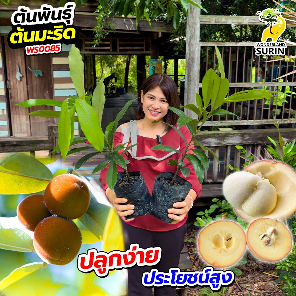 โปร 2 ต้น ต้นพันธุ์มะริด (WS0085) ไม้หายาก มูลค่าสูง เหนียว ลายสวยตามธรรมชาติ ผลกลมแป้น เนื้อสีขาว รสหวาน อมฝาด