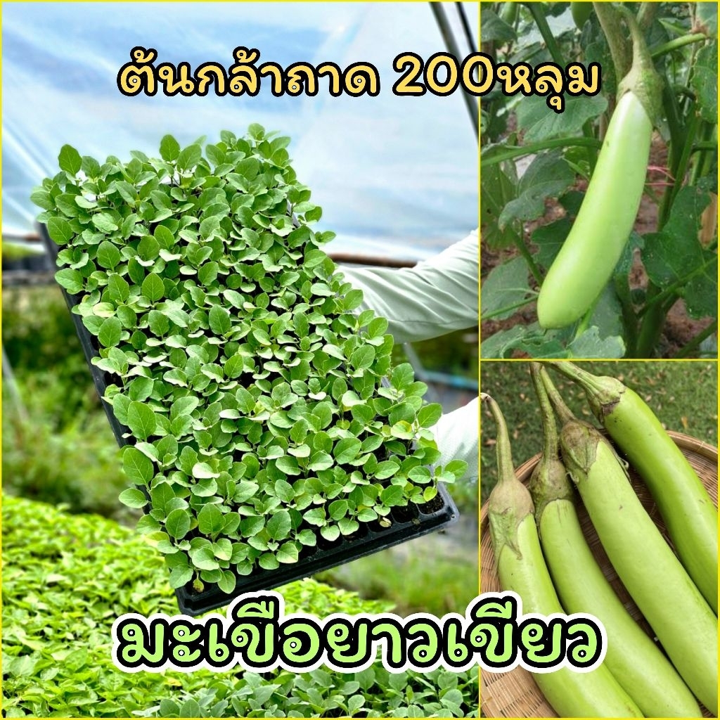 ต้นกล้ามะเขือยาวเขียว จำนวน100และ200ต้น พร้อมปลูก แข็งแรง รากแน่น ต้นกล้ามะเขือ