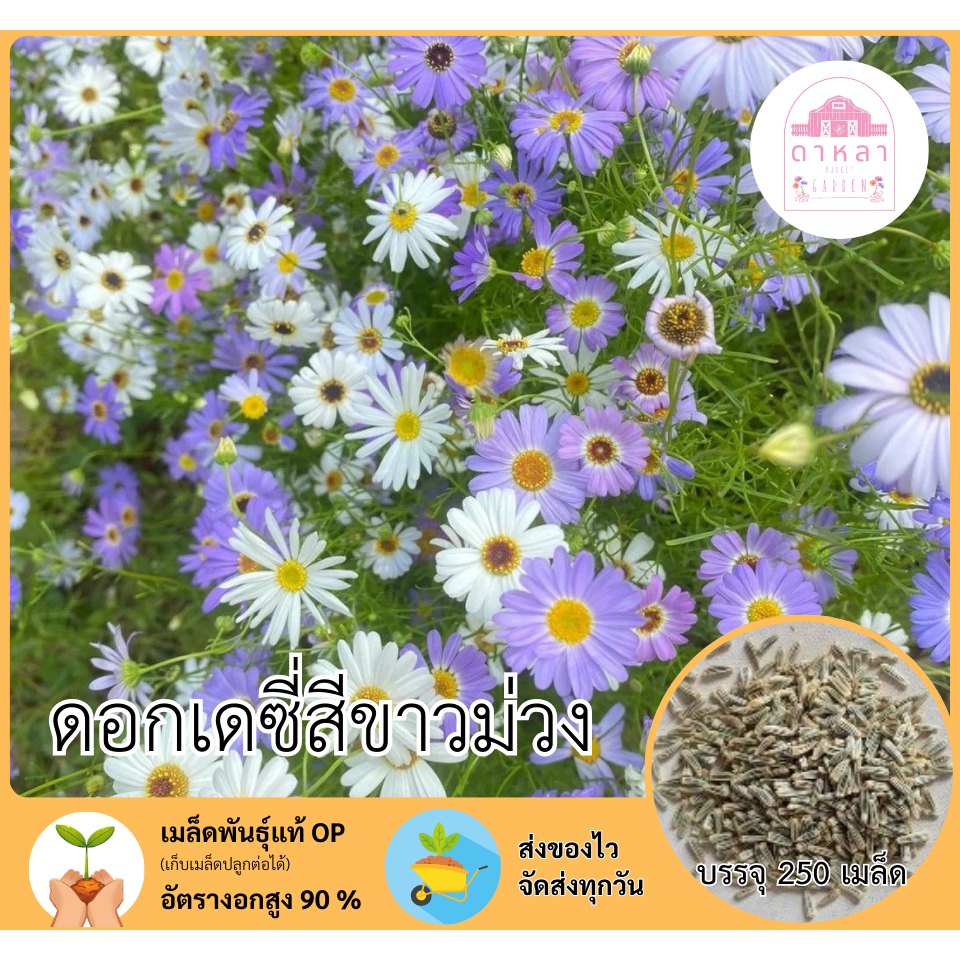 ดอกเดซี่สีขาวม่วง 250 เมล็ด