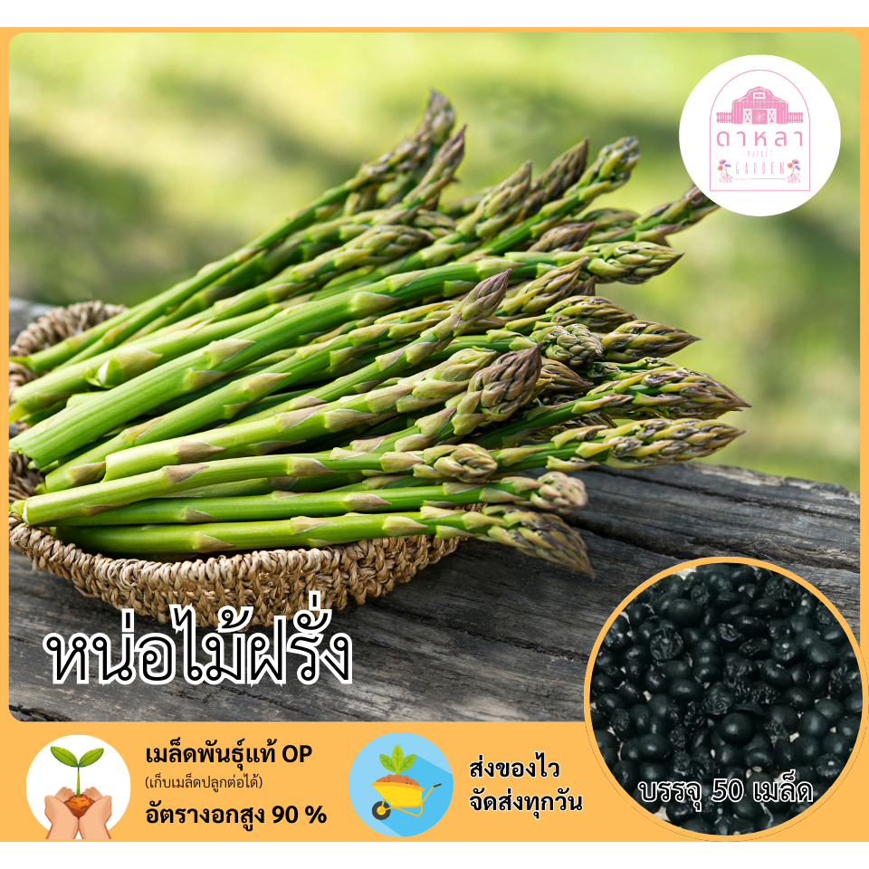 เมล็ดหน่อไม้ฝรั่ง 50 เมล็ด