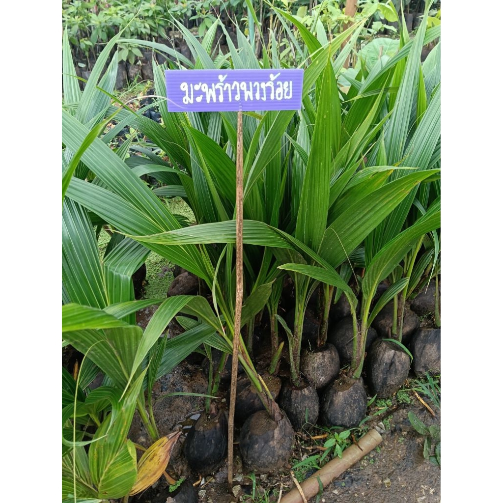 ต้นมะพร้าวพวงร้อย พันธุ์แท้ 100% ต้นเตี้ยลูกดกมากๆ