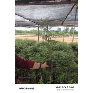 ต้นกล้าซิลเวอร์โอ๊ค 40-70 ซม. 🌱 อายุกล้า: แข็งแรม สมบูรณ์ ทน…