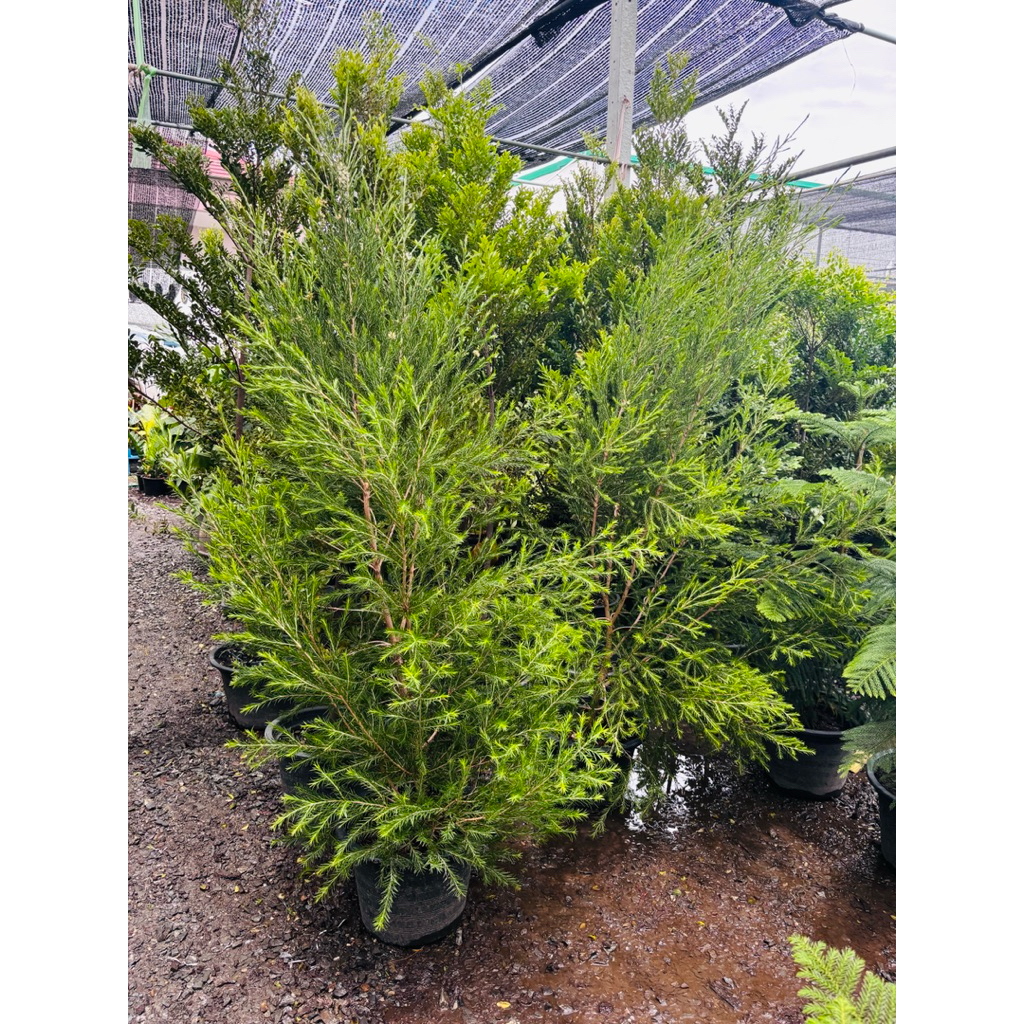 สนทรีทรี ขนาด1.5เมตร#สน tea tree เป็นต้นที่ใช้สัดน้ำมันมีกลิ่นหอมแรงสดชื่นโตไวมีดอกสีขาวสวยงาม ชาออสซีหรือทีทรี