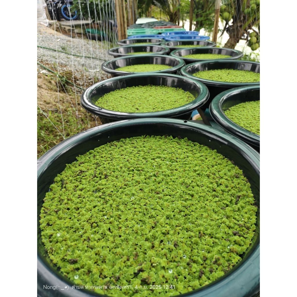 แหนแดง ไมโครฟิลล่า (Azolla microphylla) 1 ก.ก. 99 บาท
