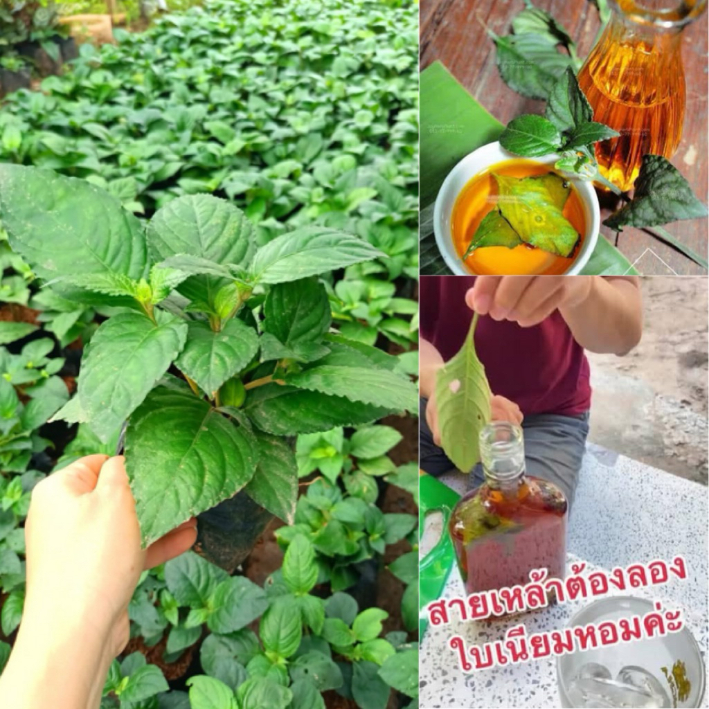 ต้นเนียมหอมหรือเนียมอ้ม ใบมีกลิ่นหอม หอมกว่าใบเตย10เท่า พืชสมุนไพรโบราณ ใบใช้ดองเหล้า
