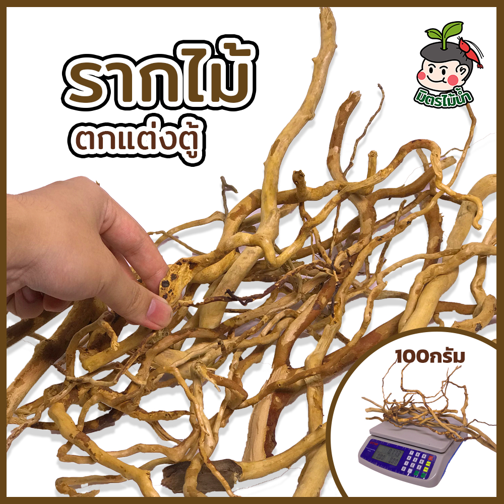 รากไม้ตกแต่งตู้ไม้น้ำ กิ่งไม้จัดlayout