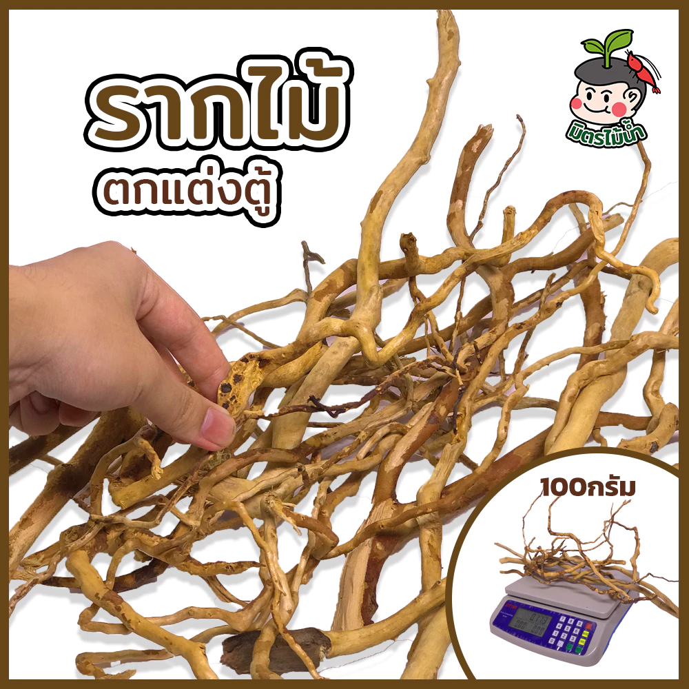 รากไม้ตกแต่งตู้ไม้น้ำ กิ่งไม้จัดlayout
