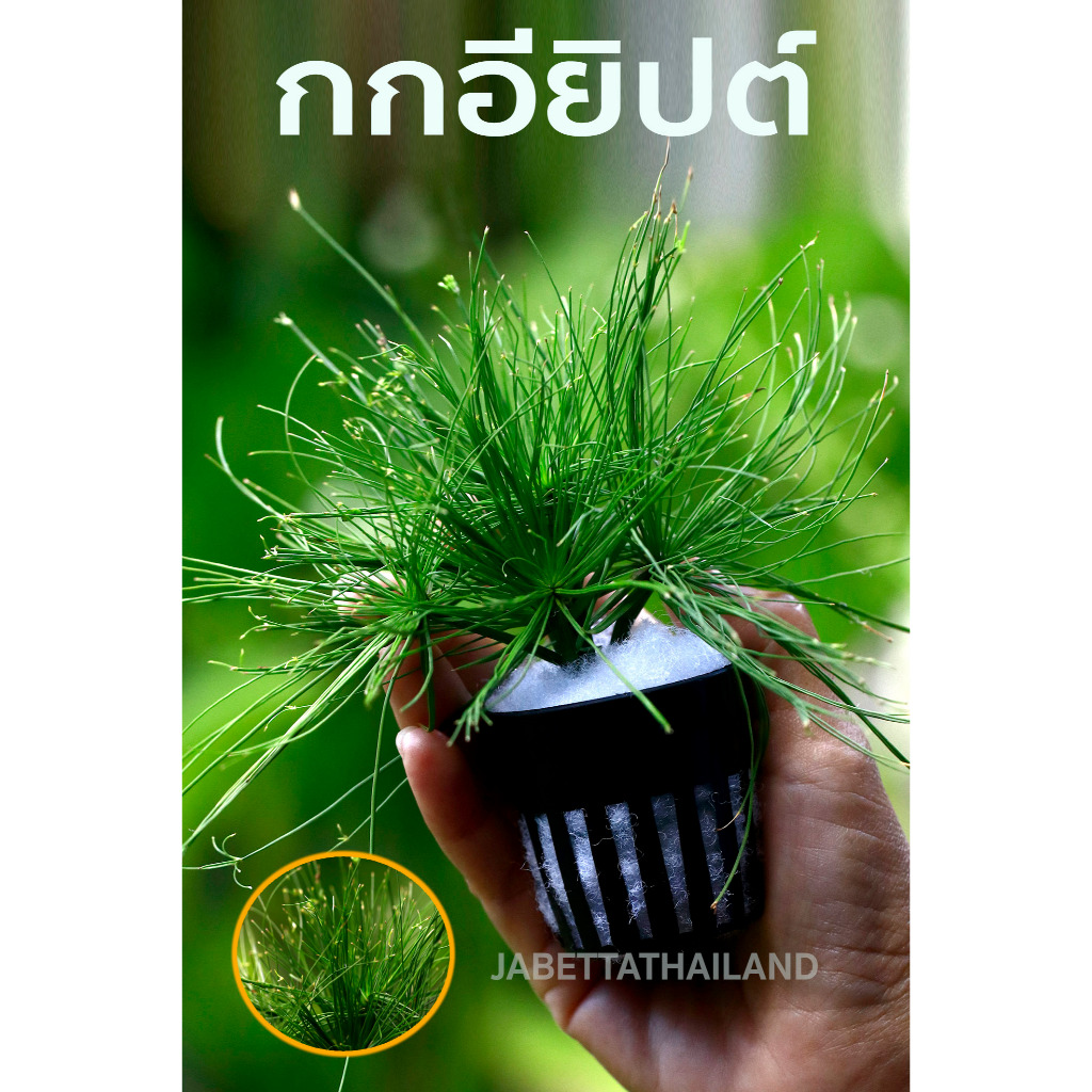 ต้นกกอียิปต์ ไม้น้ำ (Cyperus papyrus) เป็นไม้ประดับอ่างบัว ไม้ตัดสด ไม้น้ำตู้ปลา ไม้น้ำบ่อบัว ตกแต่งตู้ปลาปลา