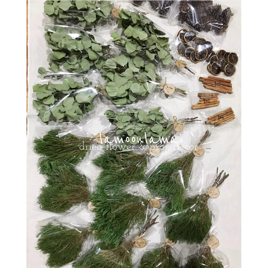 สนพุ่ม mini กำเล็ก น่ารัก 🌿พร้อมส่งทุกวัน