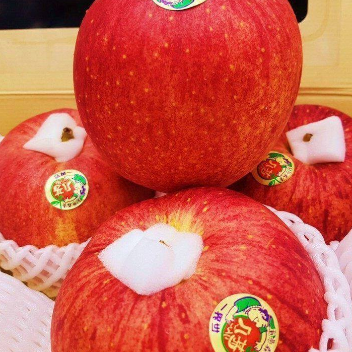20 เมล็ด แอปเปิ้ล สายพันธุ์ แอปเปิล ยักษ์ เซไกอิจิ Apple seeds