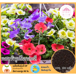 ดอกพิทูเนียคละสี 200 เมล็ด