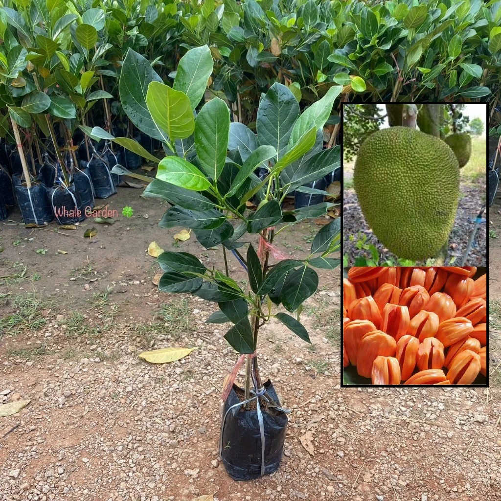 ต้นขนุน พันธุ์ ขนุนแดงสุริยา (Jackfruit) ทาบกิ่ง ต้นสวย ให้ผลเร็ว 1 ปี (รับประกัน ส่งใหม่ฟรี หากสินค้าเเสียหาย!!)