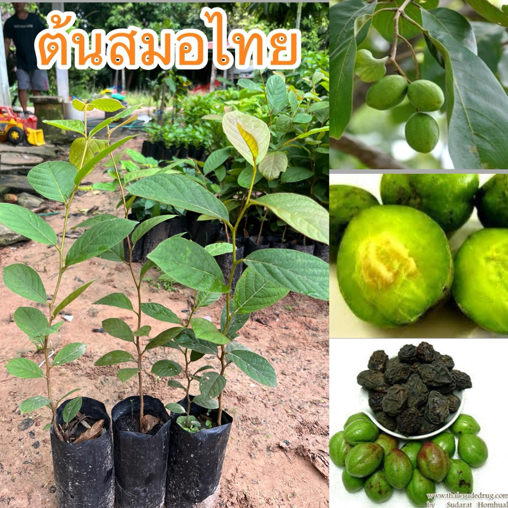 ต้นสมอไทย 1ชุด4ต้น80บาท ต้นสวยพร้อมส่ง