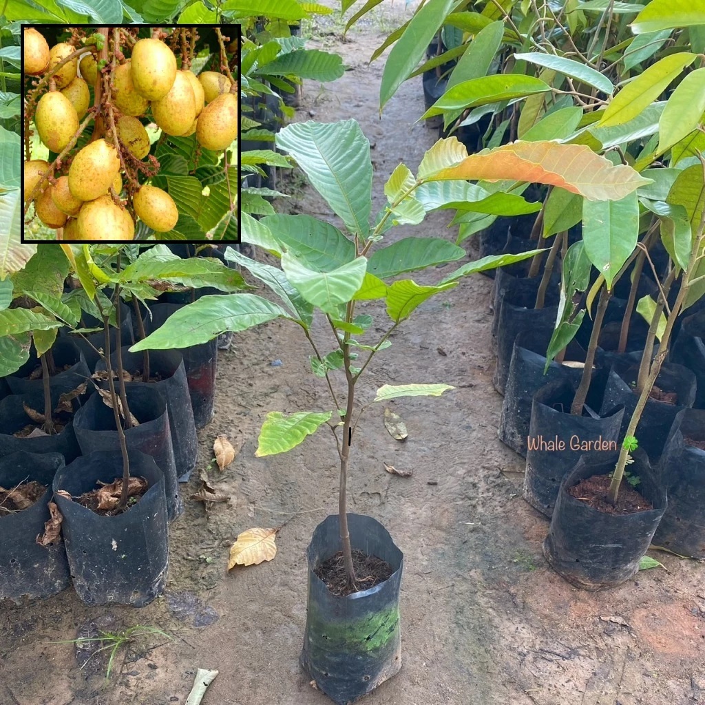 ต้นลำไยคริสตัล ลำไยคริสตัล สีเหลือง (Dimocarpus Longan) ไม้ผล หายาก (รับประกัน ส่งใหม่ฟรี หากสินค้าเเสียหาย!!)