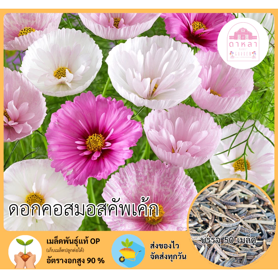 ดอกคอสมอสคัพเค้ก 50 เมล็ด