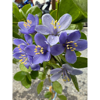 แก้วเจ้าจอม 10 ใบ กิ่งตอน สูง 50 -80 cm