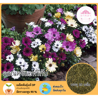 ดอกเดซี่แอฟริกัน 20 เมล็ด