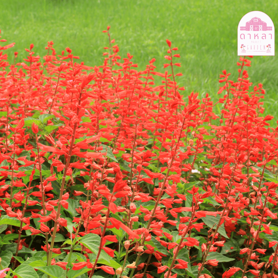 ดอกเรสซันเวีย 50 เมล็ด - รูปที่ 2