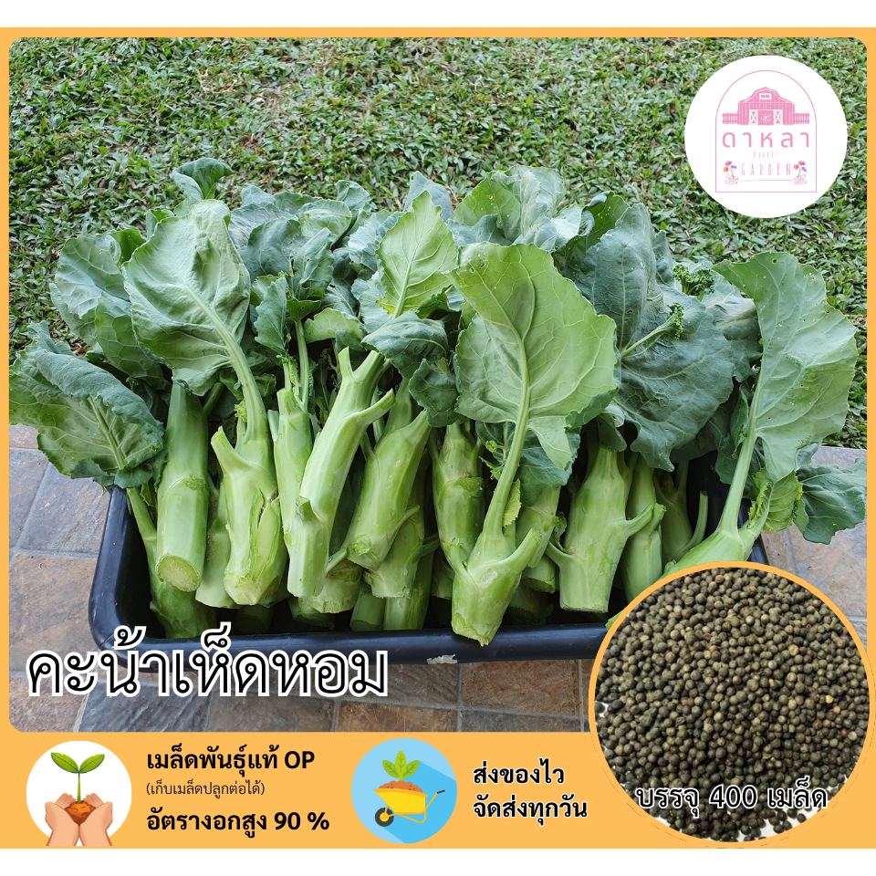 คะน้าเห็ดหอม 400 เมล็ด