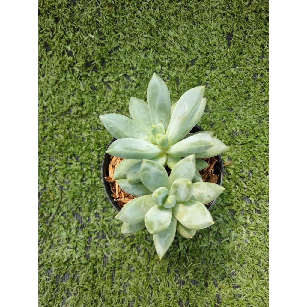 ไม้อวบน้ำ Pachyveria Glauca " Little Jewel " ฟอร์มกอ ไม้ในกระถาง2"