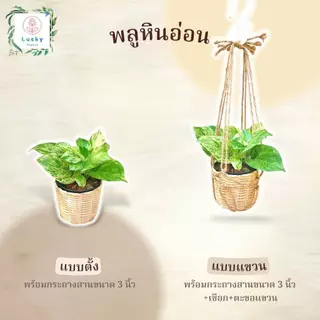 🌱พลูทอง/พลูลาย/พลูงาช้าง/พลูสนิม/พลูบราซิล/พลูหินอ่อน/พลูบราซิลด่างสามสี/พลูหัวใจลาย(แบบตั้ง,แขวน) พร้อมกระถางสาน 3 นิ้ว
