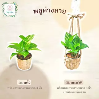🌱พลูทอง/พลูลาย/พลูงาช้าง/พลูสนิม/พลูบราซิล/พลูหินอ่อน/พลูบราซิลด่างสามสี/พลูหัวใจลาย(แบบตั้ง,แขวน) พร้อมกระถางสาน 3 นิ้ว