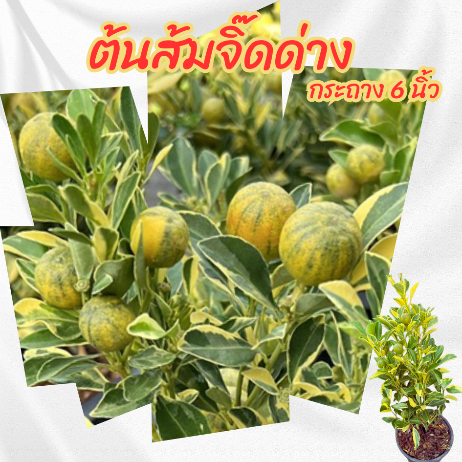 ต้น ส้มจิ๊ดด่าง กระถาง 6 นิ้ว(ส่งพร้อมกระถาง)(ขั้นต่ำ 2 ต้น)(สินค้ามีพร้อมส่ง)