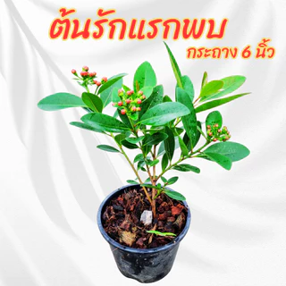 ต้น รักแรกพบ สีส้ม กระถาง 6 นิ้ว (ขั้นต่ำ 2 ต้น )