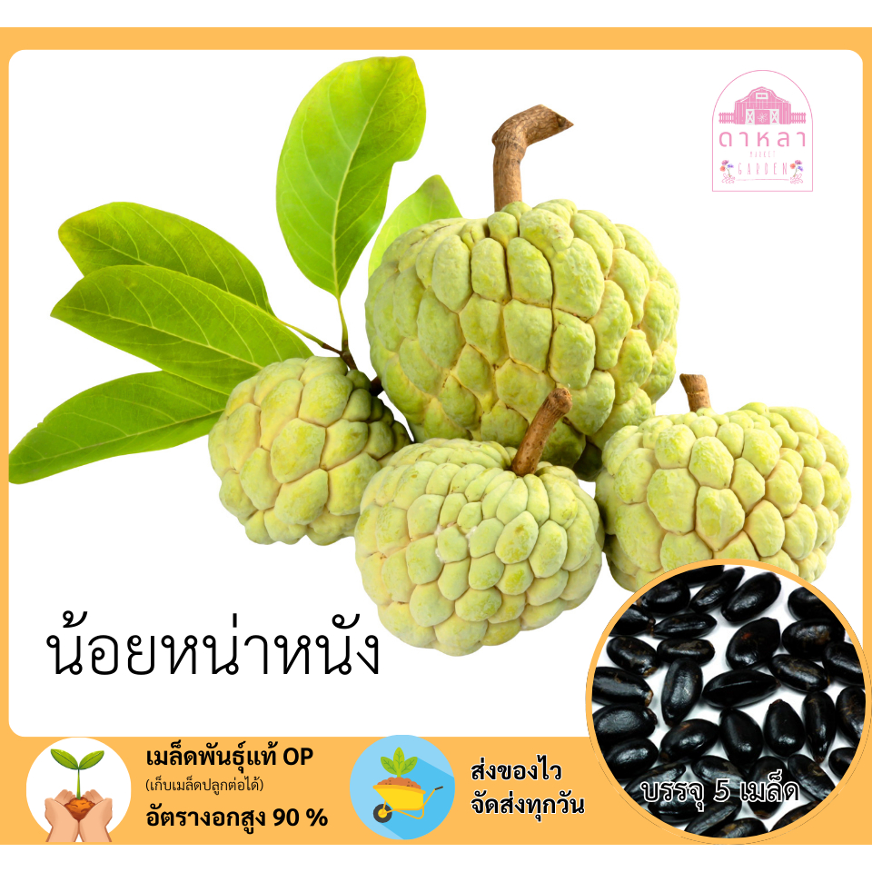 20 เมล็ด น้อยหน่า หนังสีทอง