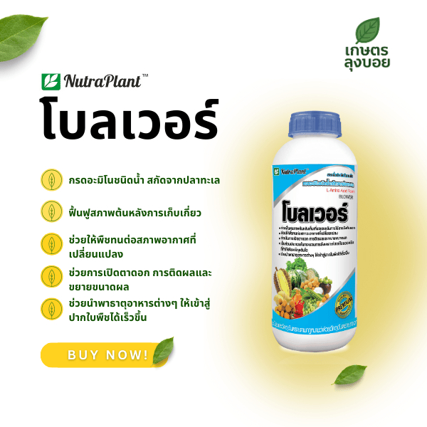 โบลเวอร์ กรดอะมิโน ชนิดน้ำ สกัดจากปลาทะเล ขนาด 1 ลิตร