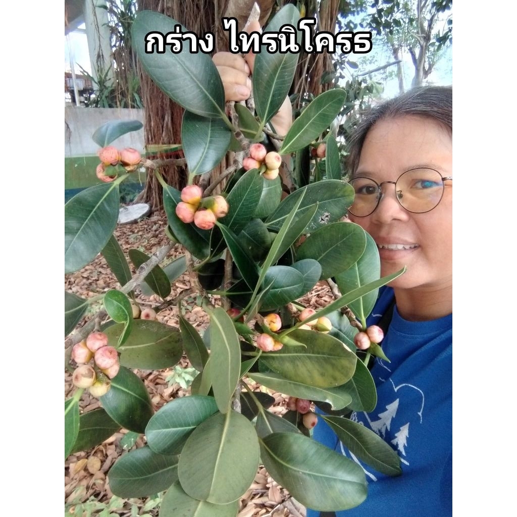 กร่าง ไทรนิโครธ ขายกิ่งปักชำ 1 ชุด 10 กิ่ง 100 บาท
